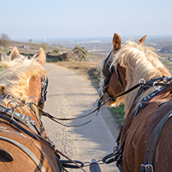 Balade en calèche dans le vignoble de Bourgogne - NUITS-SAINT-GEORGES