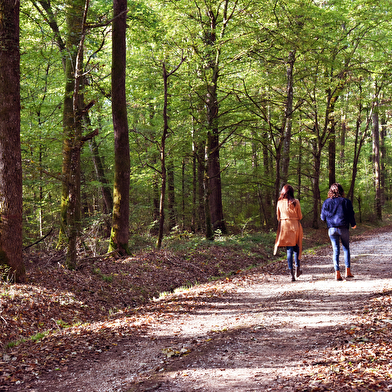 Sentier de la forêt de Palleau