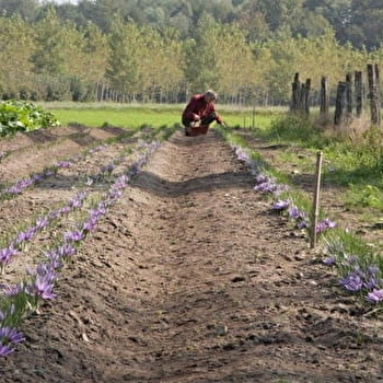 Safran des Aulnes - AUXONNE