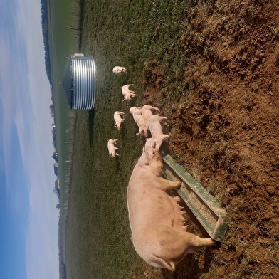 Samuel Delobbe - Le Porc qui broute