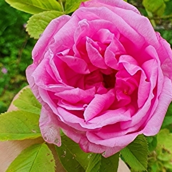 Les cinq sens au jardin : la vue - DARBONNAY