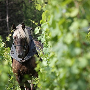 Baduel Guillaume - POMMARD
