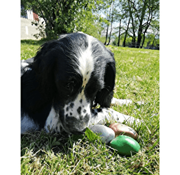 Les Animaux des Petits Bois - SAGY