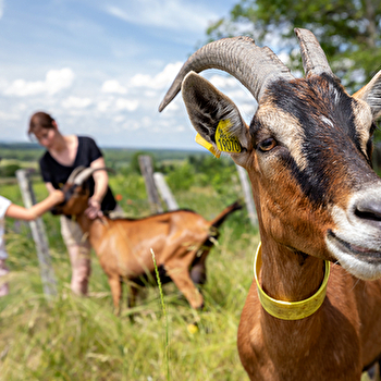 Chèvrerie la Trufière - CHISSEY-LES-MACON