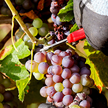 Visite guidée : Vin et dégustations - BESANCON