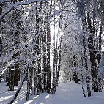 Animation raquettes : Ne pas perdre le Nord' - Trucs et astuces pour s'orienter en forêt. - METABIEF