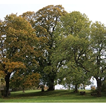 Chemin du Tilia - CHAIGNAY
