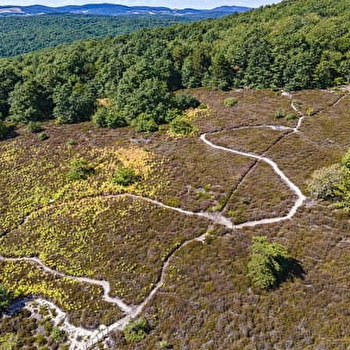 Le Printemps  des ENS de Saône-et-Loire : la Lande de Nancelle - LA ROCHE-VINEUSE