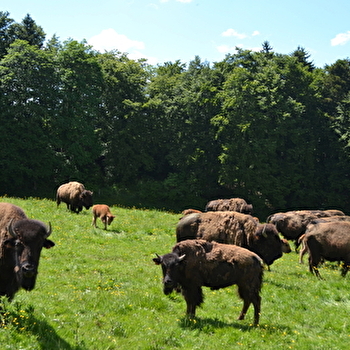 Les bisons du Sachuron - DAMPRICHARD