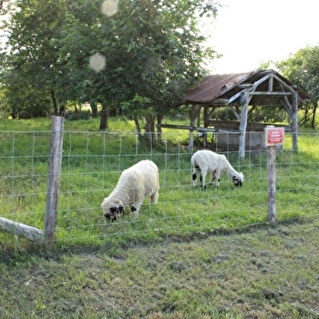 Les Graines de Lin - CORGENGOUX