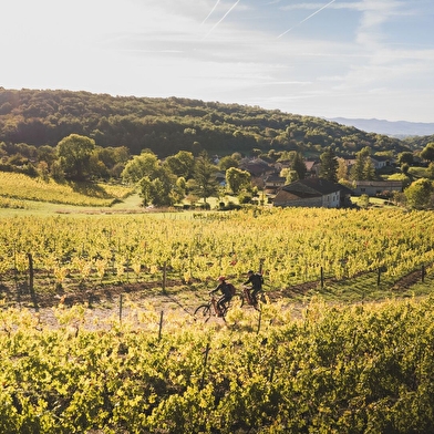 Circuit VTT n°21 (rouge) Vignoble du Revermont - Tour de Gravelles