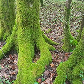 Le monde secret de la forêt de Cîteaux _ENS2026 - ARGILLY