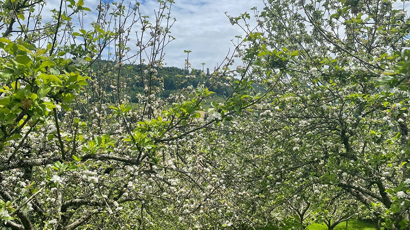 Les toiles du verger