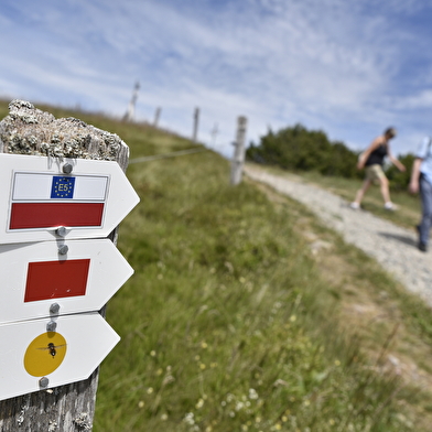 Traversée du Massif des Vosges 
