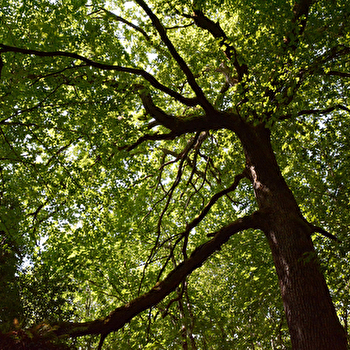 Circuit de Jacky - CHAMPAGNE-SUR-VINGEANNE