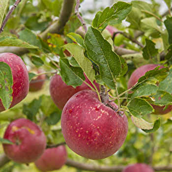 Le Verger des Familles - SANTENAY