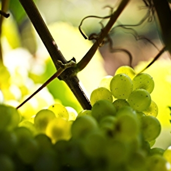 Bourgogne Gold Tour - Beaune - BEAUNE