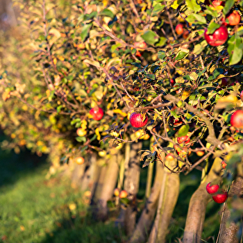Les Rendez-vous du Terroir: Visite du verger Bio de Fouchécourt - FOUCHECOURT