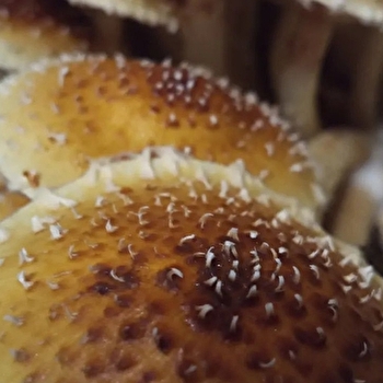 Aqua Ça Pousse - NANS-SOUS-SAINTE-ANNE