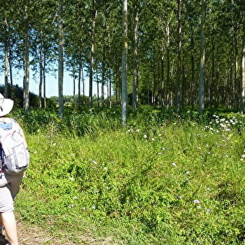 Le sentier du Grand Pâquier - DAMEREY