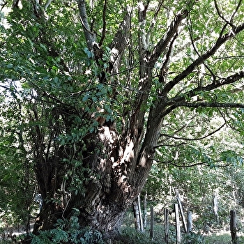 L’arbre à pain ou le châtaignier huche  - NEUVY-GRANDCHAMP