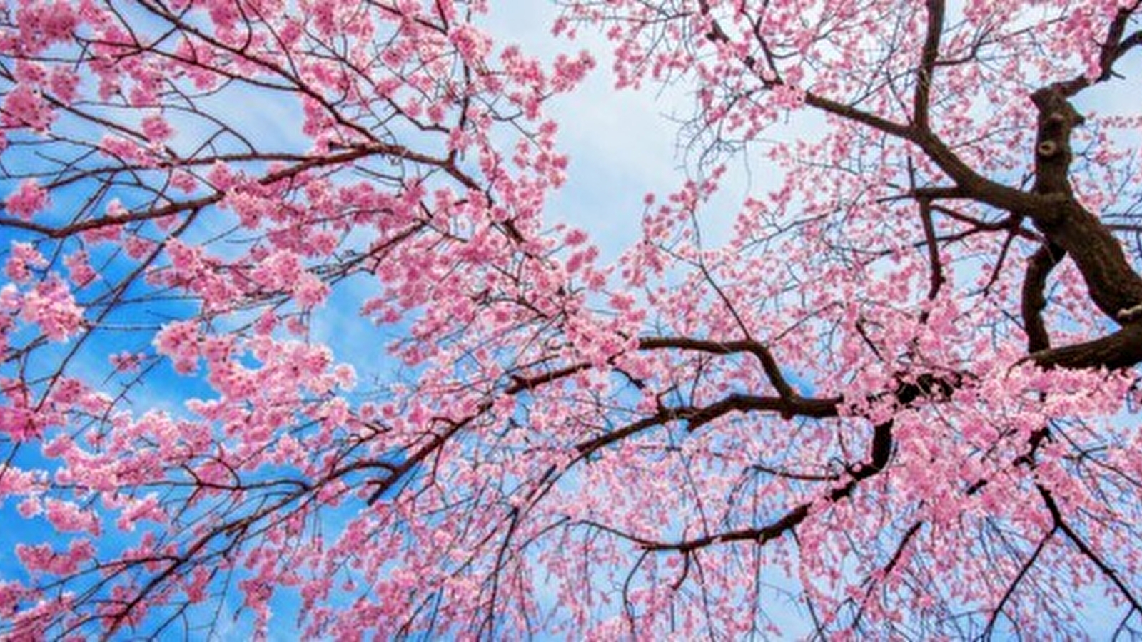  Visite guidée : cerisiers du Japon et magnolias, les maîtres mots du Printemps