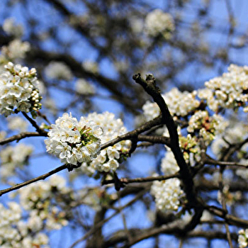 Circuit audio 'Traces de Cerises' - FOUGEROLLES-SAINT-VALBERT