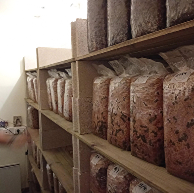 Plongez dans la culture des champignons avec Florian