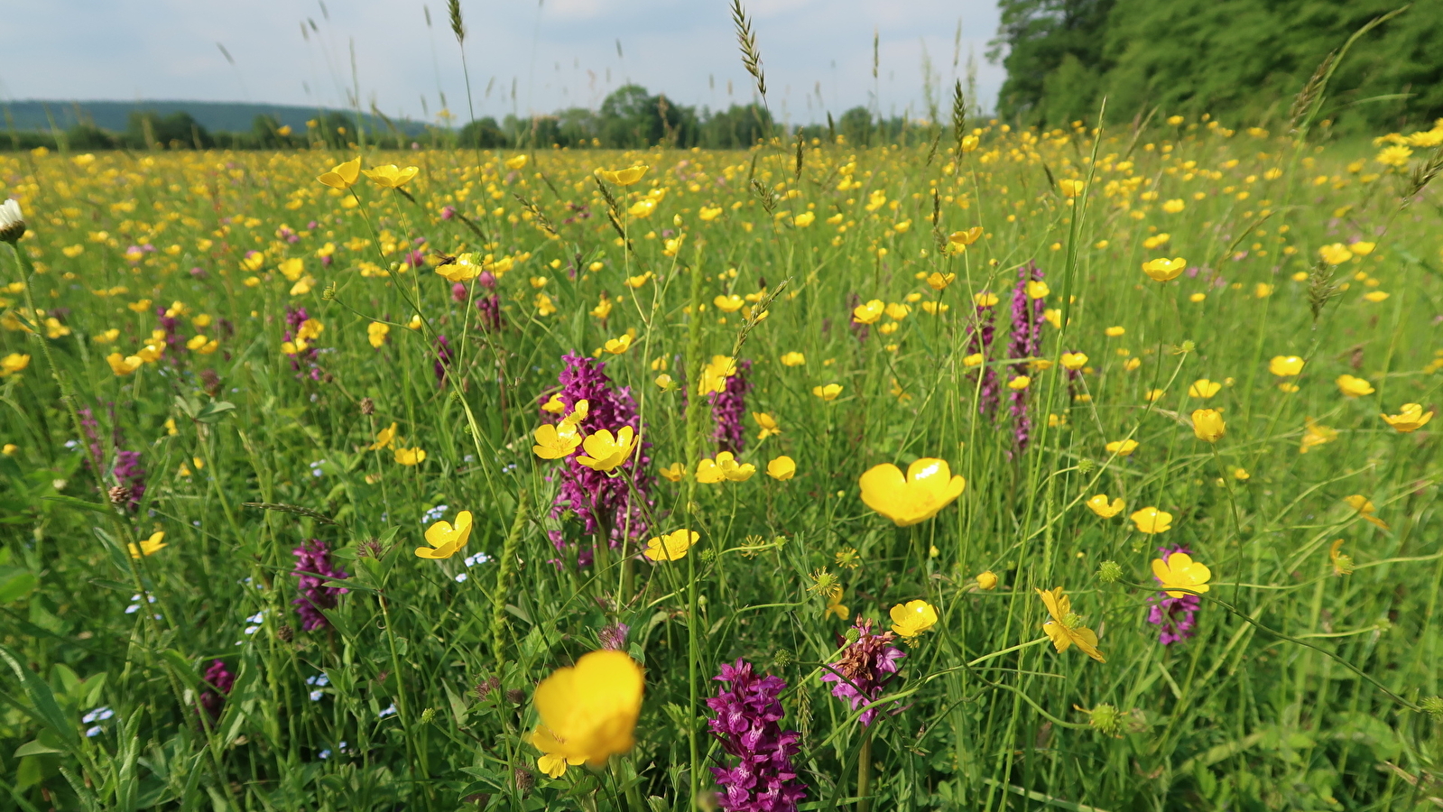 La Montagne de la Roche 