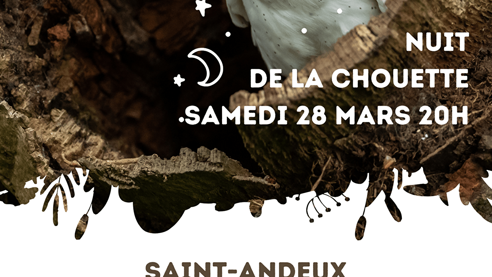 Sortie rapaces nocturnes