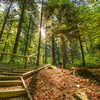 Forêt de la Joux - MOUTOUX