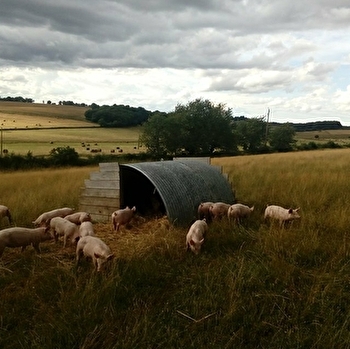 Samuel Delobbe - Le Porc qui broute - ACHUN