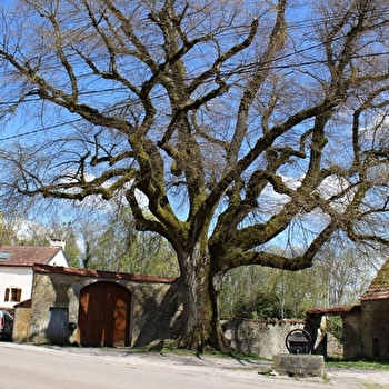 Aire de pique-nique de Collonges-lès-Bévy - COLLONGES-LES-BEVY