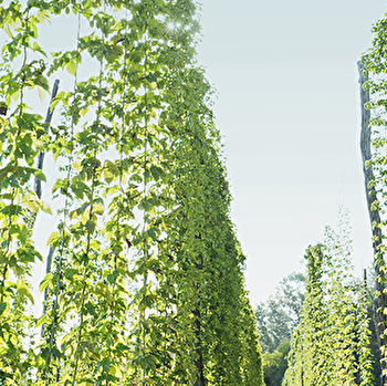 SCEA Le Meix d'Or Bio - SAINT-JULIEN