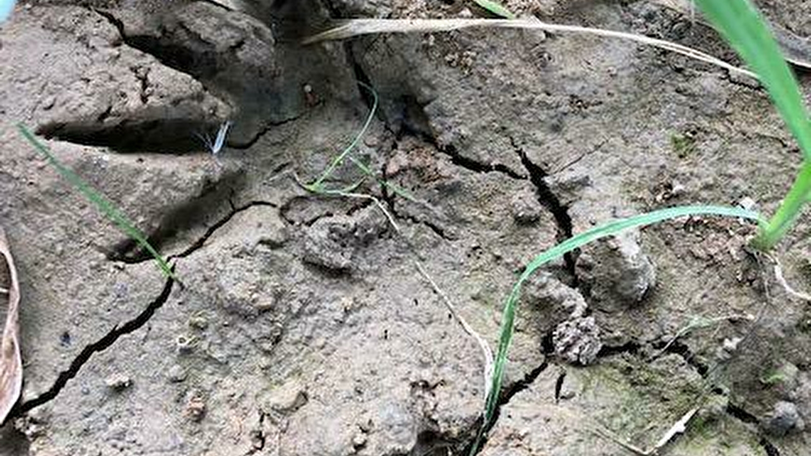 Sur la piste des traces et indices d'animaux