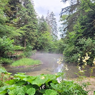 Dans la forêt, coule la Sarsouille - Parcours marche nordique n°1