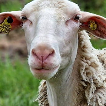 Chèvrerie du Mont Sombet  - LES GUERREAUX