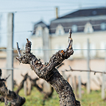 Château du Moulin-à-Vent, témoin de l'oeuvre du temps - ROMANECHE-THORINS