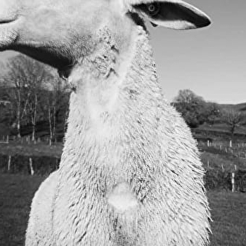 Les Bêêlles Morvandelles - VILLAPOURCON