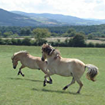 EQUI'Nat - Cheval Nature, Cheval pour tous - BONNAY-SAINT-YTHAIRE