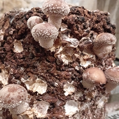 Plongez dans la culture des champignons avec Florian