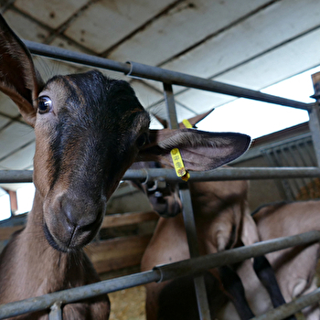 Ferme du Domaine des Poncétys - DAVAYE