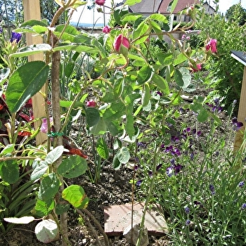 Jardin du curé - REMORAY-BOUJEONS