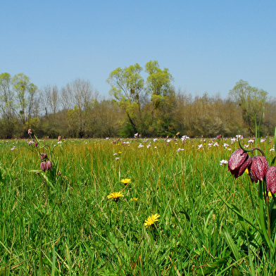 Entre Terre et Saône : l’héritage des prairies inondables d’Ouroux-sur-Saône