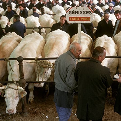Marché aux bovins
