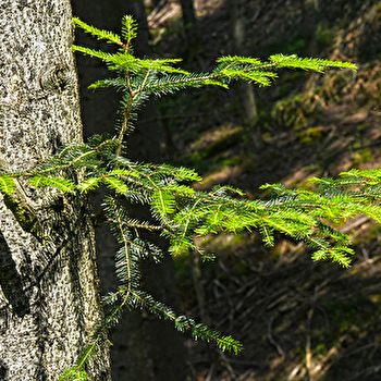 La ligne de partage des eaux - Beaujolais Vert - Poule-les-Écharmeaux - POULE-LES-ECHARMEAUX