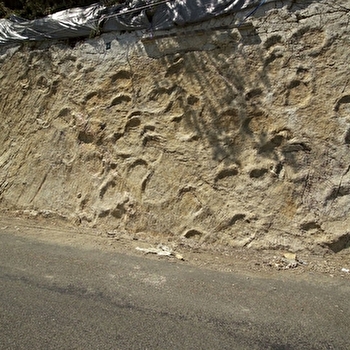 Empreintes de dinosaures à Coisia - THOIRETTE-COISIA