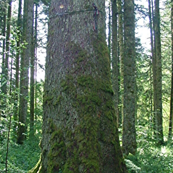 Sentier des Géants - LE RUSSEY
