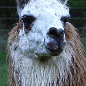 Les lamas - LA PESSE