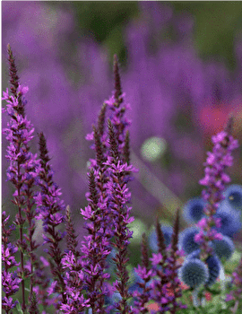 Boucle cyclo 8 'Du minéral et végétal' (petite boucle) - BESANCON